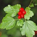 Ribes alpinum